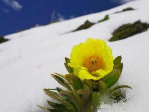 野花社区日本免费完整版HD;如何在野花社区日本免费完整版 HD 中找到你需要的内容？