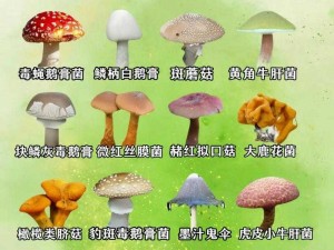 爷爷的大蘑菇【爷爷的大蘑菇有毒吗？】