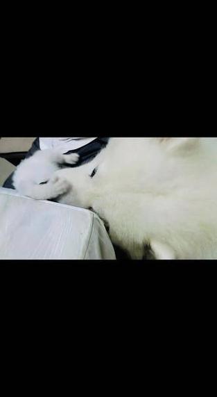 ZOOMSERVO 兽狗最新版本——智能安防监控系统,让您的家庭安全无死角