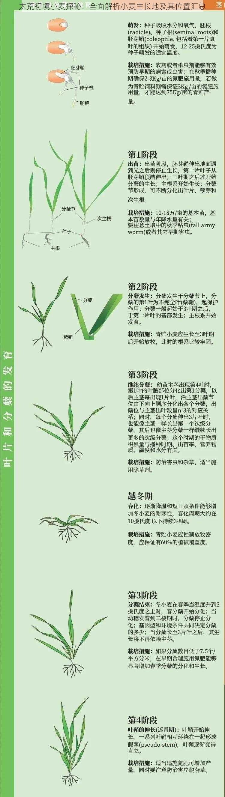 太荒初境小麦探秘：全面解析小麦生长地及其位置汇总