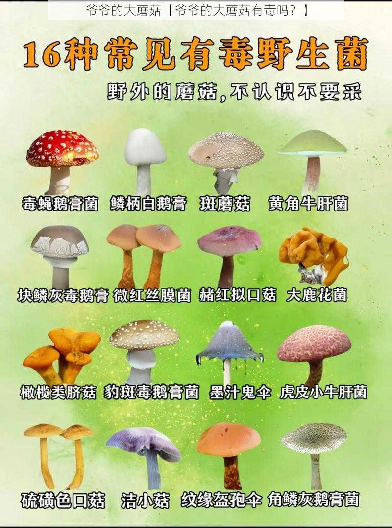 爷爷的大蘑菇【爷爷的大蘑菇有毒吗？】