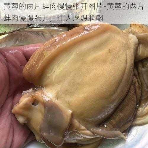 黄蓉的两片蚌肉慢慢张开图片-黄蓉的两片蚌肉慢慢张开，让人浮想联翩